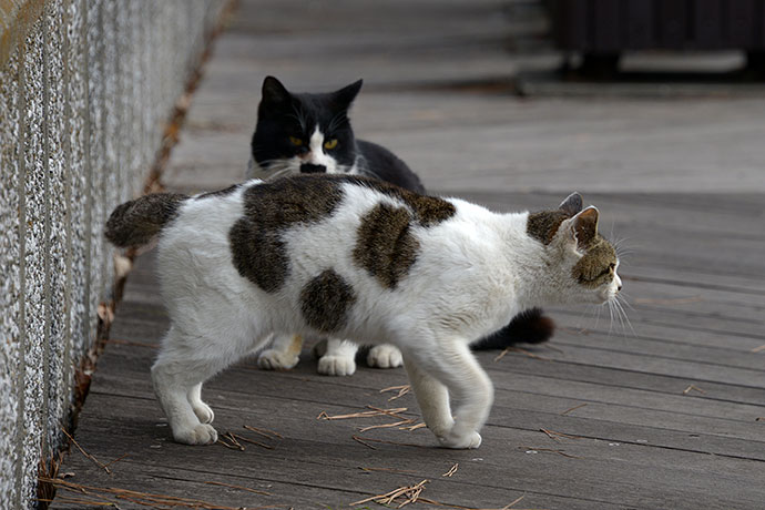 太田区のねこ