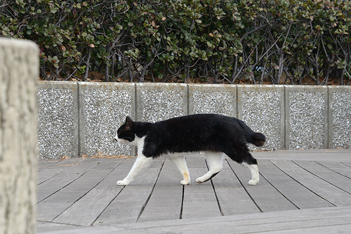 太田区のねこ