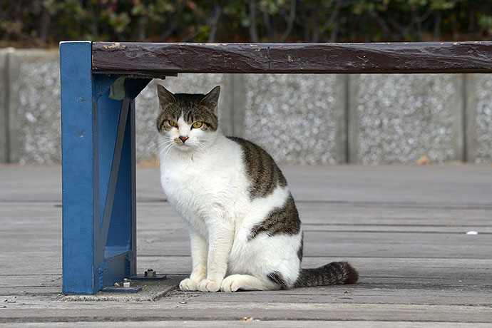 太田区のねこ