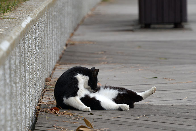 太田区のねこ