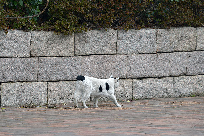 太田区のねこ
