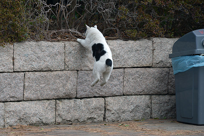 太田区のねこ