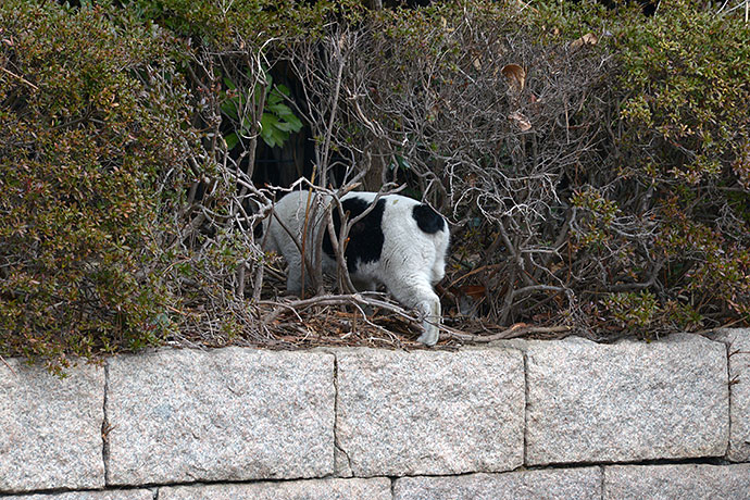 太田区のねこ