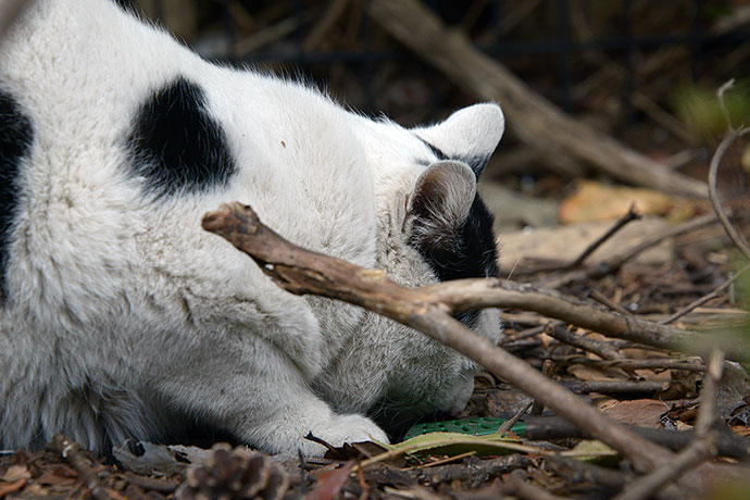 太田区のねこ