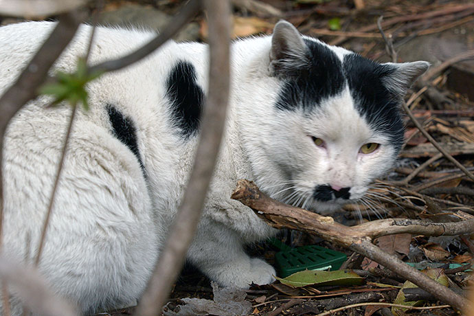 太田区のねこ