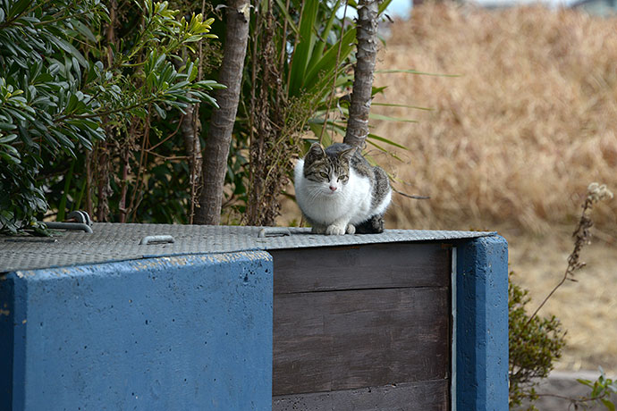 太田区のねこ