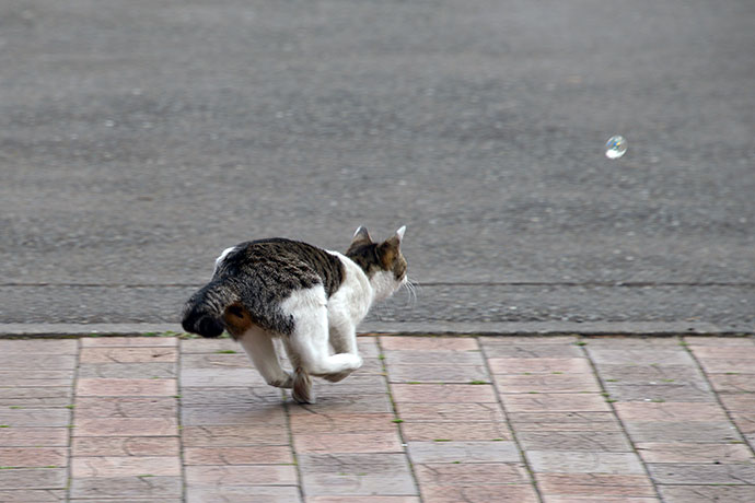 太田区のねこ