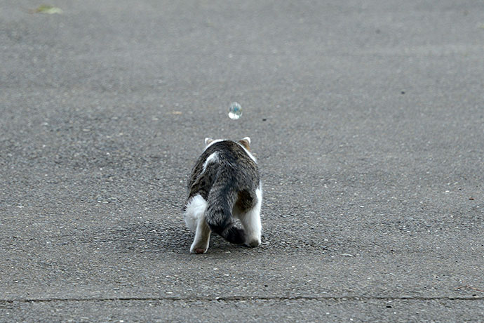 太田区のねこ