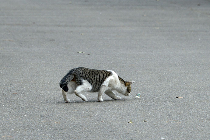 太田区のねこ