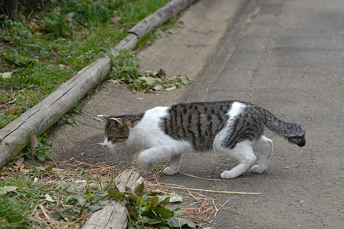 太田区のねこ