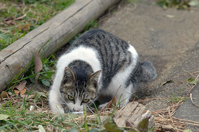 太田区のねこ