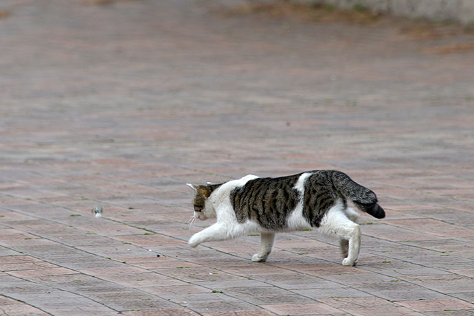 太田区のねこ