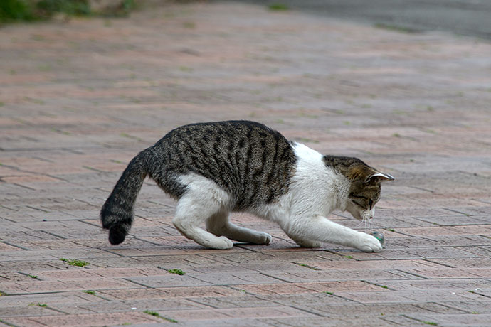 太田区のねこ