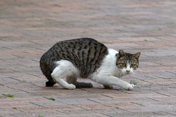太田区のねこ