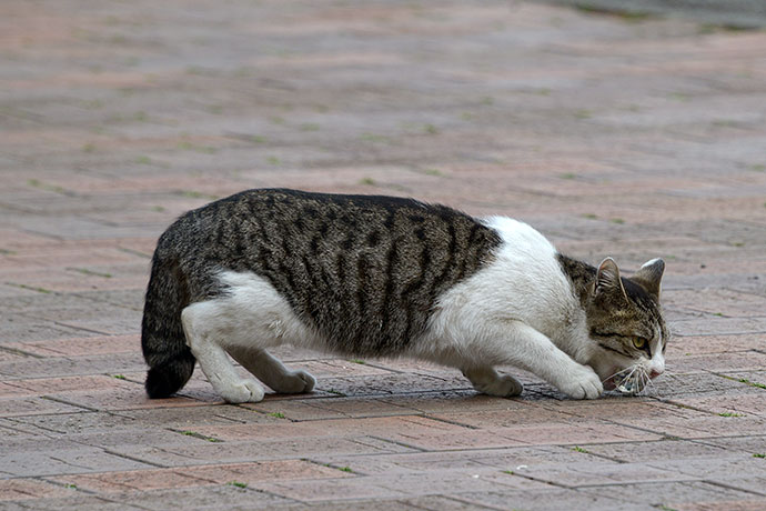 太田区のねこ
