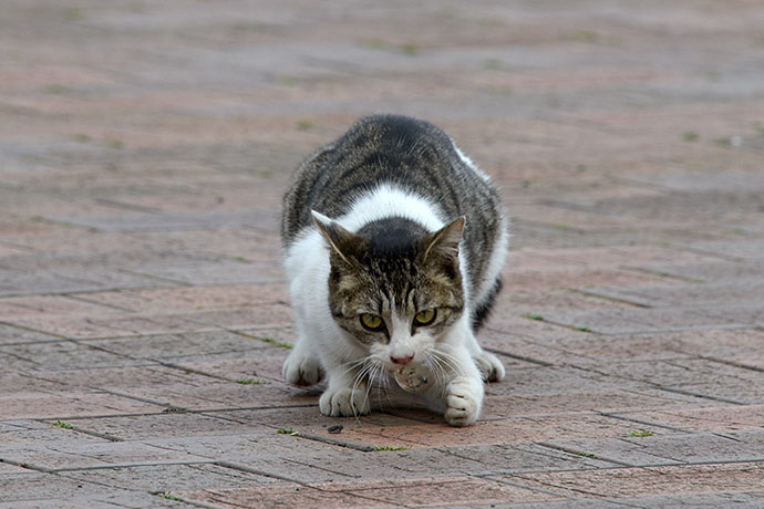 太田区のねこ