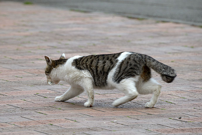 太田区のねこ