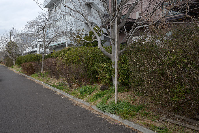 太田区のねこ