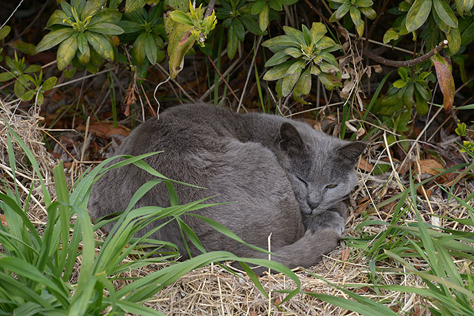 太田区のねこ