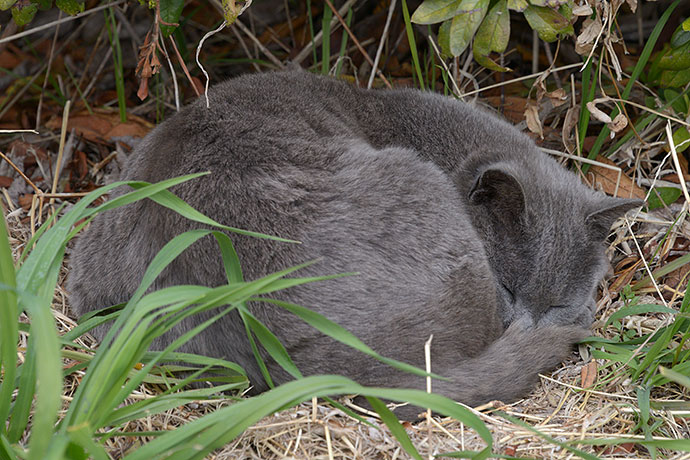 太田区のねこ