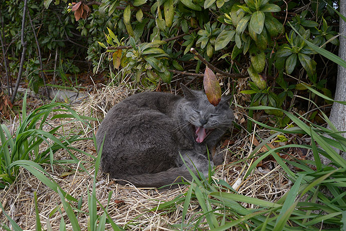 太田区のねこ