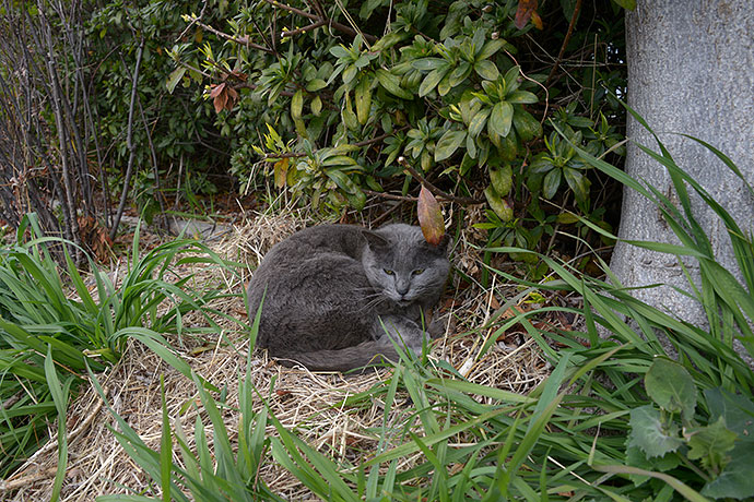 太田区のねこ