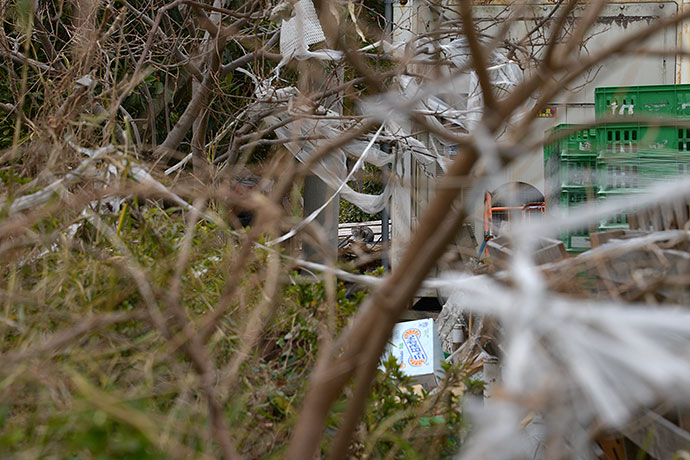 太田区のねこ