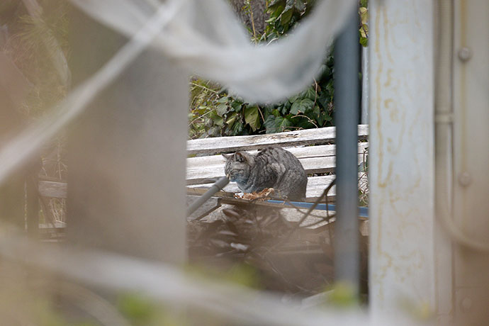 太田区のねこ