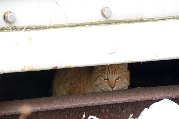 太田区のねこ