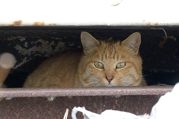 太田区のねこ