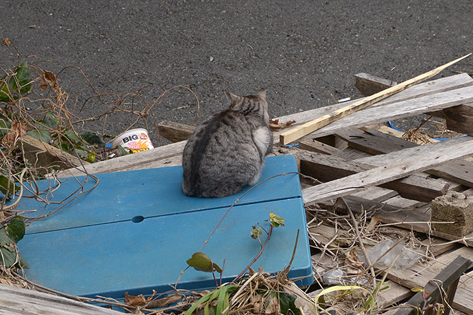 太田区のねこ