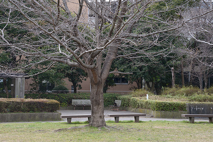 太田区のねこ