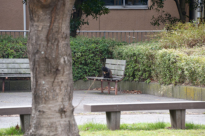 太田区のねこ