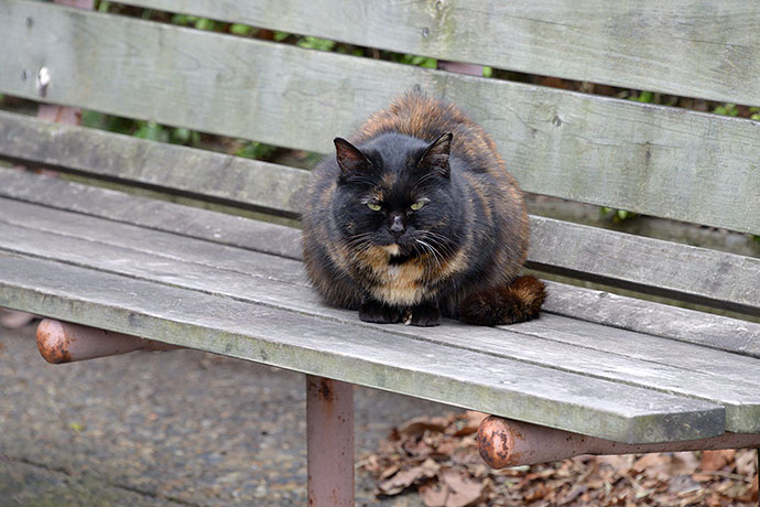 太田区のねこ