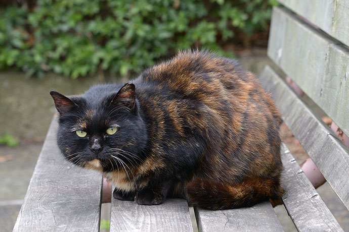 太田区のねこ