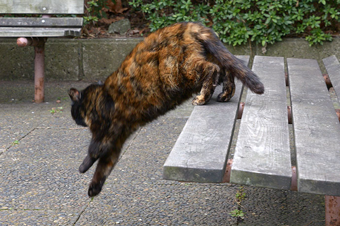 太田区のねこ