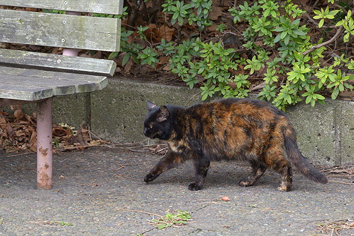 太田区のねこ