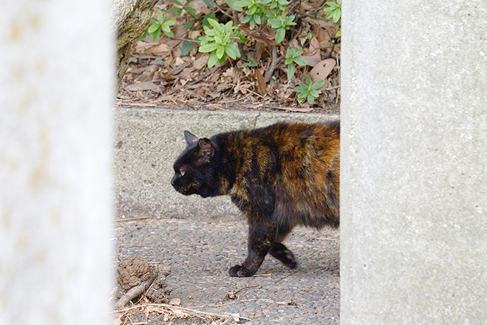 太田区のねこ