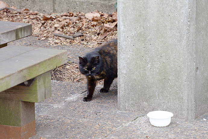 太田区のねこ