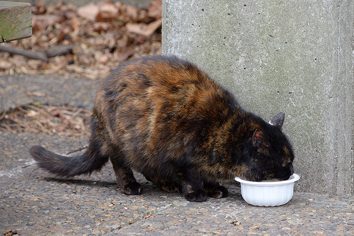 太田区のねこ