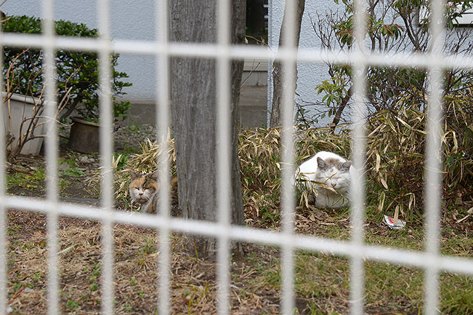 太田区のねこ