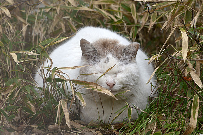 太田区のねこ