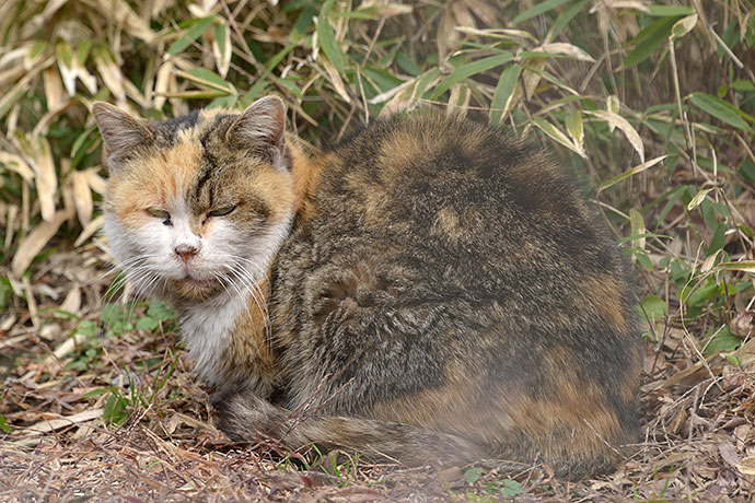 太田区のねこ