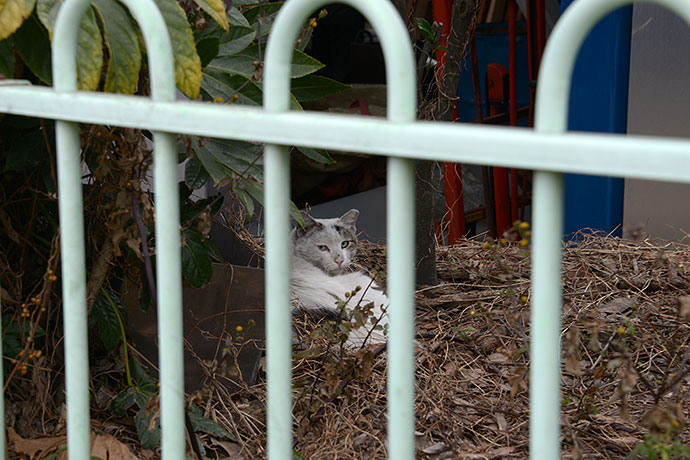 太田区のねこ