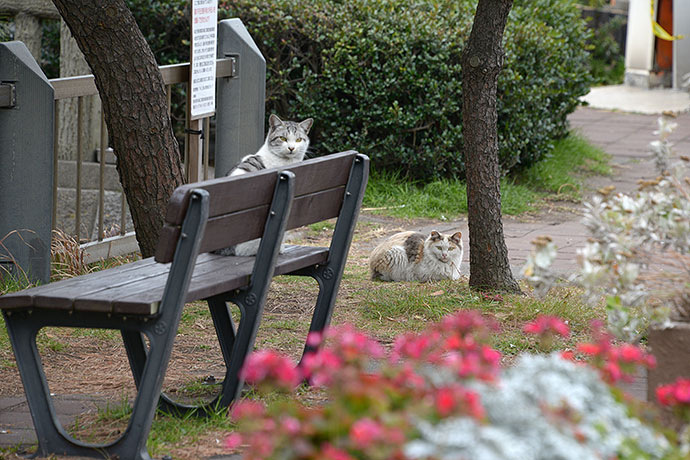 太田区のねこ