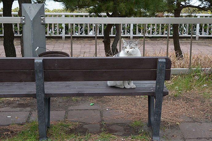 太田区のねこ