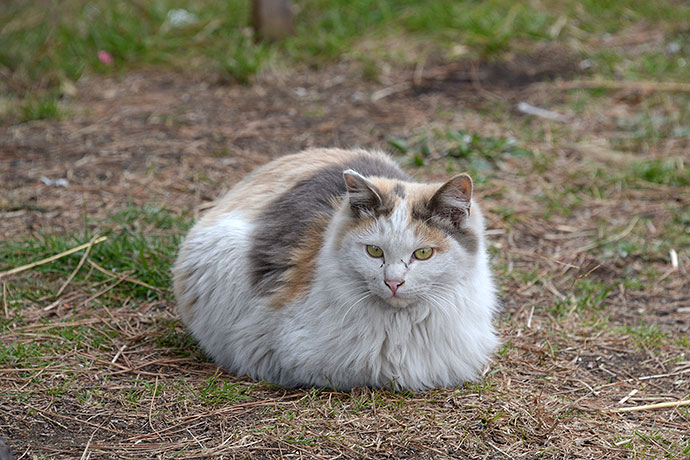 太田区のねこ