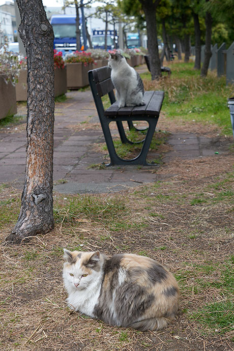太田区のねこ