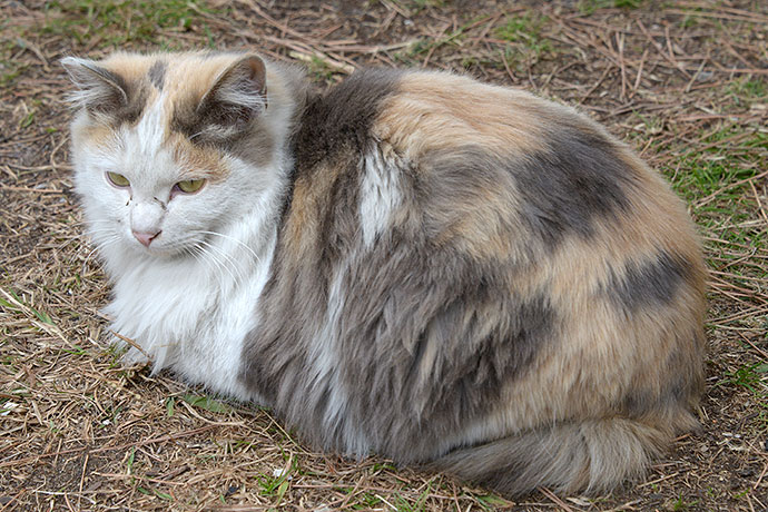 太田区のねこ