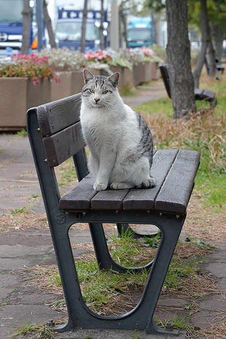 太田区のねこ